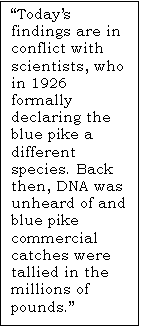 Text Box: Todays findings are in conflict with scientists, who in 1926 formally declaring the blue pike a different species. Back then, DNA was unheard of and blue pike commercial catches were tallied in the millions of pounds.
