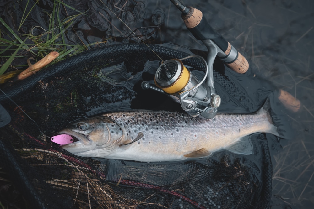 What Weight Fly Rod Should I Use for Trout - OutdoorsNiagara